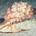 shell_li_h_0705_png2094.jpg
